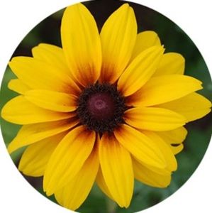 Meet your Posher, Elena